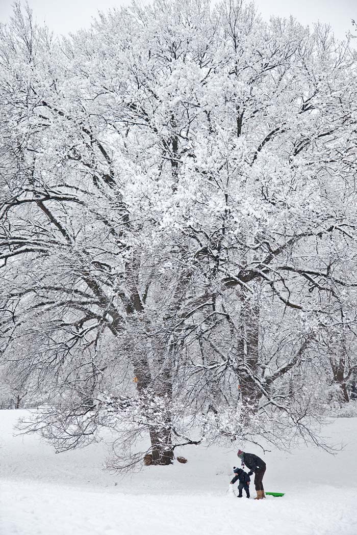 Snow-tree.jpg